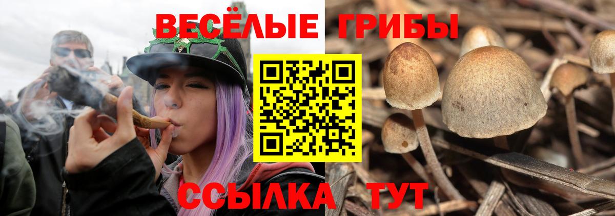 Галлюциногенные грибы GOLDEN TEACHER  Вход с VPN  Чехов  Псилоцибиновые грибы Magic Shrooms 